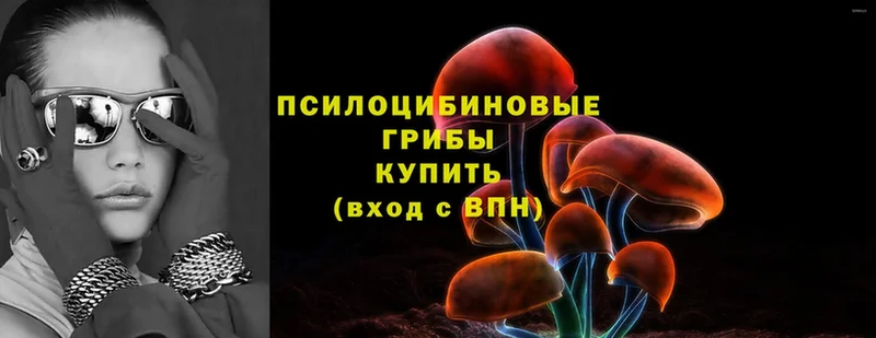 дарнет шоп  Копейск  Галлюциногенные грибы Cubensis 